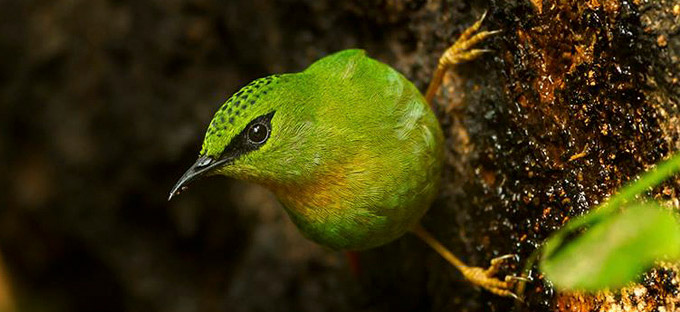 Arunachal Fixed Departure Birding Tours